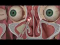 Chapter 3 Nasal and Sinus Problems and Solutions