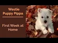 Westie Puppy Pip s First Week Home