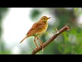 Download Lagu Oriental Pipit (Anthus rufulus)