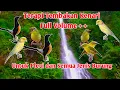 Download Lagu Terapi Kenari Ampuh untuk Pleci dan Semua Jenis Burung Kicau Mudah Di tiru