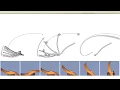 RSS 2017 - Optimal Shape and Motion Planning for Dynamic Planar Manipulation