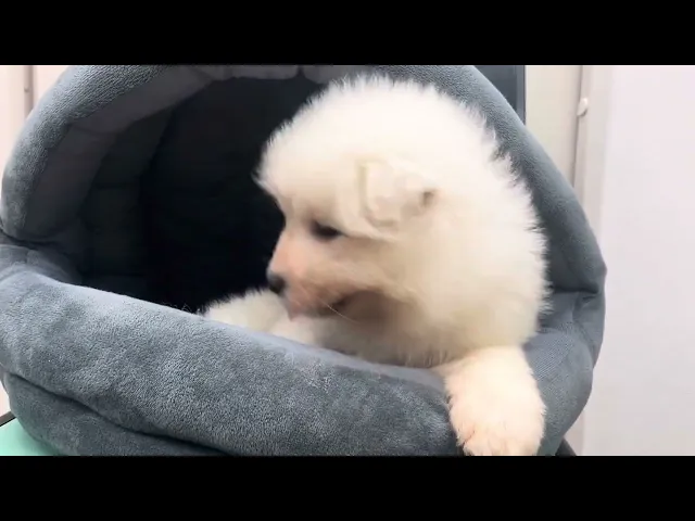 動画