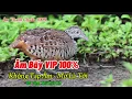 Download Lagu Tiếng Chim Cút Mồi Chuẩn Không Tạp Âm - File MP3 Chuẩn Nhất 100%