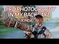 Capture Stunning Bird Photos Practically In Your Yard