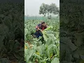 Lagu Cauliflower cutting #cauliflower #farming #couliflower #agriculture #biharagriculture #villagelife