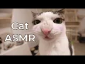 Download Lagu Crunchycat - ASMR - relaxing everyday cat sounds