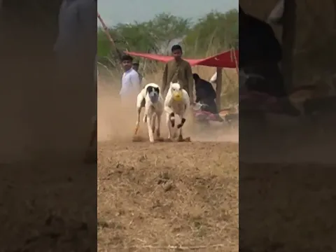 Shikari Kutton Ki Race / Greyhound Dori Track Race Punjab Pakistan #offtotheraces