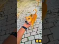 Download Lagu janvaro per bharosa Kiya ja sakta hai WhatsApp status|| #shorts #ytshorts #shortsfeed #dog