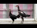 Download Lagu Pure Thai Aseel Chicks Neck Locker