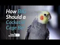 How Big Should a Cockatiel Cage Be Pets Animals Tips
