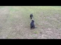 Dachshunds Killing Snake