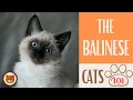 Cats 101 BALINESE CAT - Top Cat Facts about the BALINESE