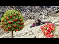 Lagu Esmat's Exciting Journey to Collect Mountain Strawberries 🍓🏔️