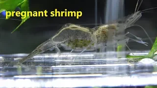 pregnant ghost shrimp hatching eggs