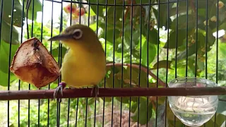 pleci dakun sulawesi buka paruh gacor