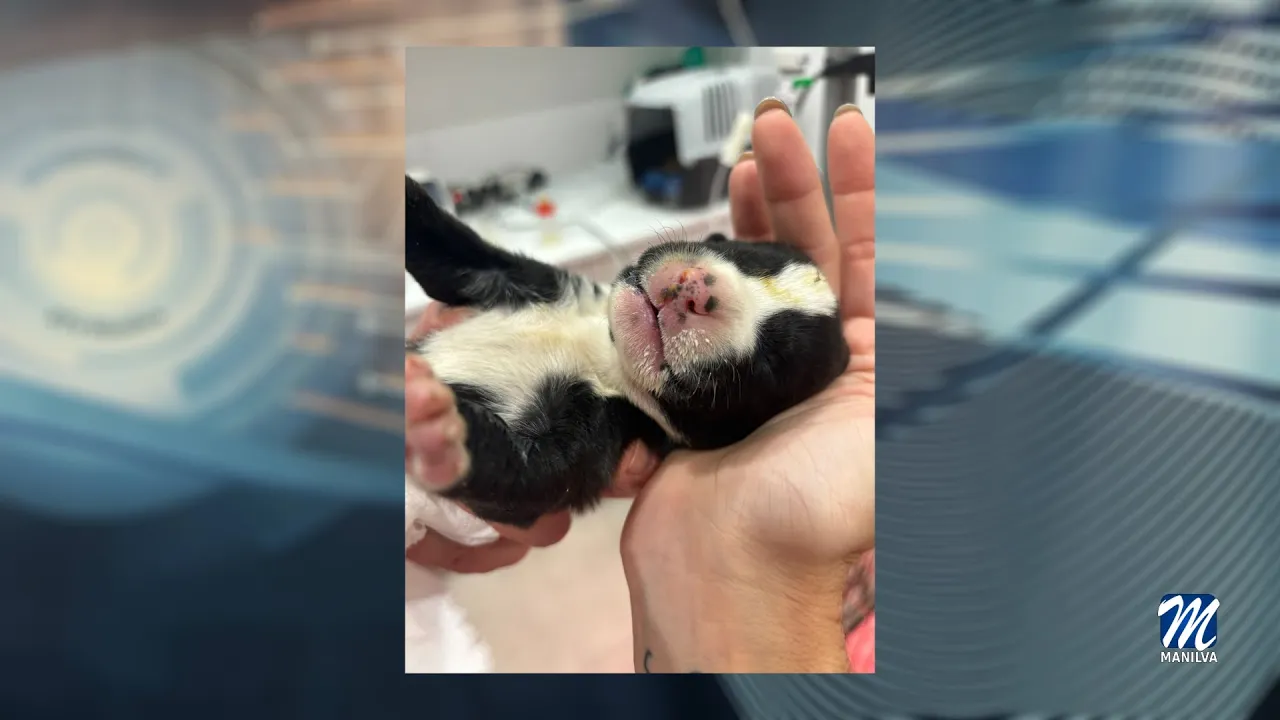 Los cachorros se encuentran en periodo de pre-adopción