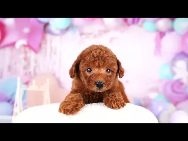 動画