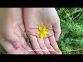 Summer Solstice & Midsummer Magic: Faeries, Divination & Ancient Folklore