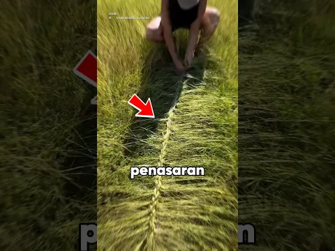 Kenapa Rumput Ini Dibuat Seperti Rambut?
