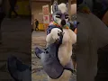 M-mommy THE BEST Thicc Femme Fursuits of TFF 2022