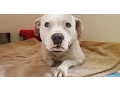 Treya s New Beginning - Stray Rescue of St Louis