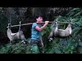 Lagu Wild Survival Skills - Detect Tracks of wild goats, Survival Tracking \u0026 Handmade Trap Techniques