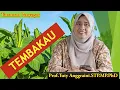 Download Lagu Manfaat TEMBAKAU !! Prof. Tuty Anggraini.PhD