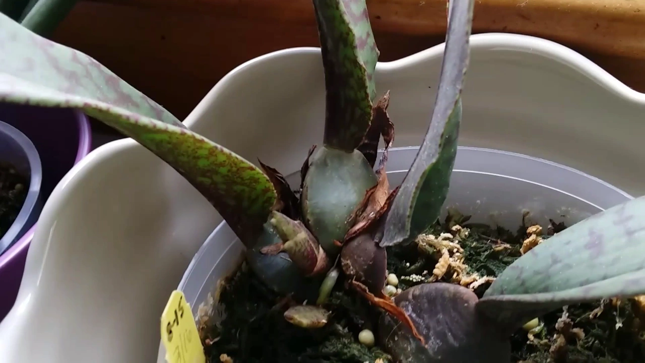 APRIL TOUR: ORCHID SPIKES, BLOOMS & NEW GROWTHS