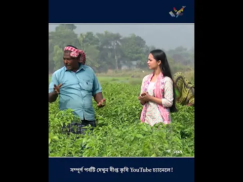 Deepto Krishi l নাগা মরিচ চাষে কৃষকদের প্রধান সমস্যা | Naga Morich l বোম্বাই মরিচ l Bombai Morich