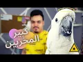 Download Lagu ببغاء الكوكاتو الحنون | ليش اسمه كذا، ايش تعرف عنه ؟