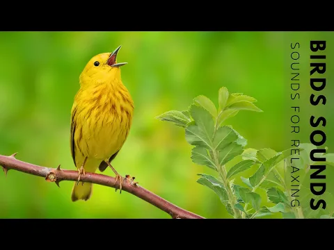 Download MP3 Beautiful Birds Singing - Relaxing Bird Sounds, Instant Relief from Stress and Anxiety