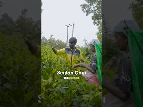 Seylan Çayı