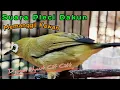 Download Lagu suara pleci dakun memanggil kawan dijamin nyaut bertubi tubi