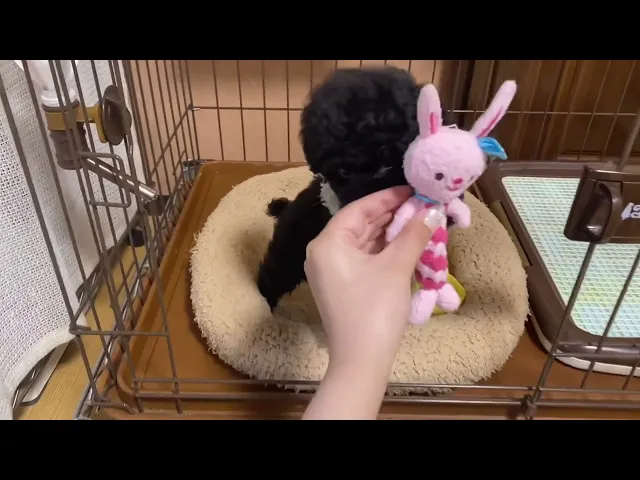 動画