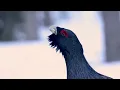 The life of the forest. Birds