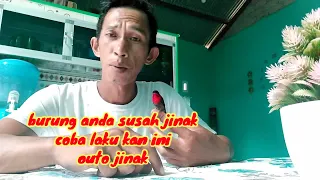 Download COBA CARA INI,BURUNG MU AUTO JINAK SEPAH RAJA MP3