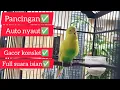 Download Lagu Pancingan burung parkit PALING AMPUH