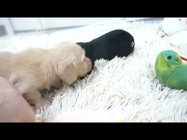 動画