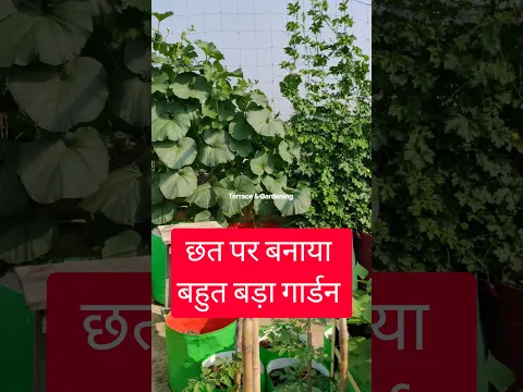 Terrace Garden Vegetables Flowers & Fruit #gardening #garden #homegarden #farming #gharparkheti