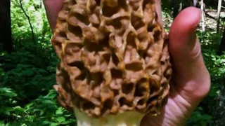 Early missouri Morel mushroom hunting secrets with rockdog923