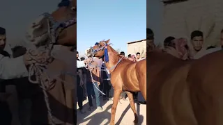    حصان عربي أشكر خيالة   العراق  السعودية قطر مصر  أكسبلور لبنان سوريا دندنها