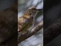 Download Lagu kicauan merdu burung cucak kombo di alam liar #bird #birdsong