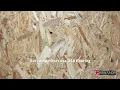 PLYWOOD vs SAWDUST GLUE FLOORS WALLS