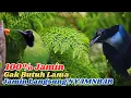 Download Lagu Gacor Full Isian! Masteran CUCAK IJO Juara Lapangan!