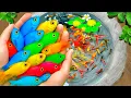 Download Lagu Amazing Catch Strange Colorful Aquariums In Small Pond, Seahorse, Goldfish, Carp | Fishing Video