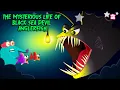 The Black Sea Devil Life of Deep Sea Devil Anglerfish Creepiest Fish in The Ocean Dr Binocs