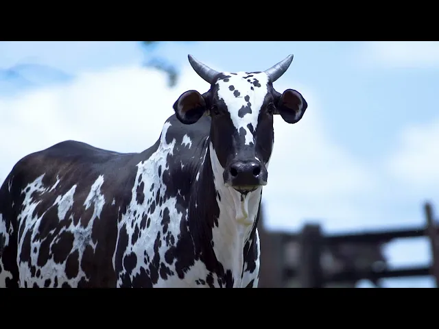 Matriz Nelore MLRC - 189