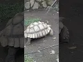 turtle #funny  #dj #dance #cat #cats #kucing #shortvideo #shorts #short #remix #music #ai #fun #lucu