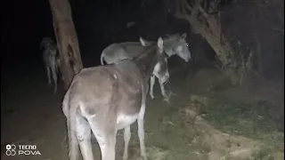 لقاء ليلي مع حمار فيديو كامل فيديو رائع للقاء ليلي مع حمار حياة الحيوان حمار يوتيوب Donkey Yt 