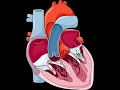 Servier Medical Art